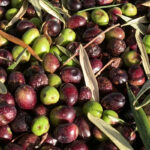 olive