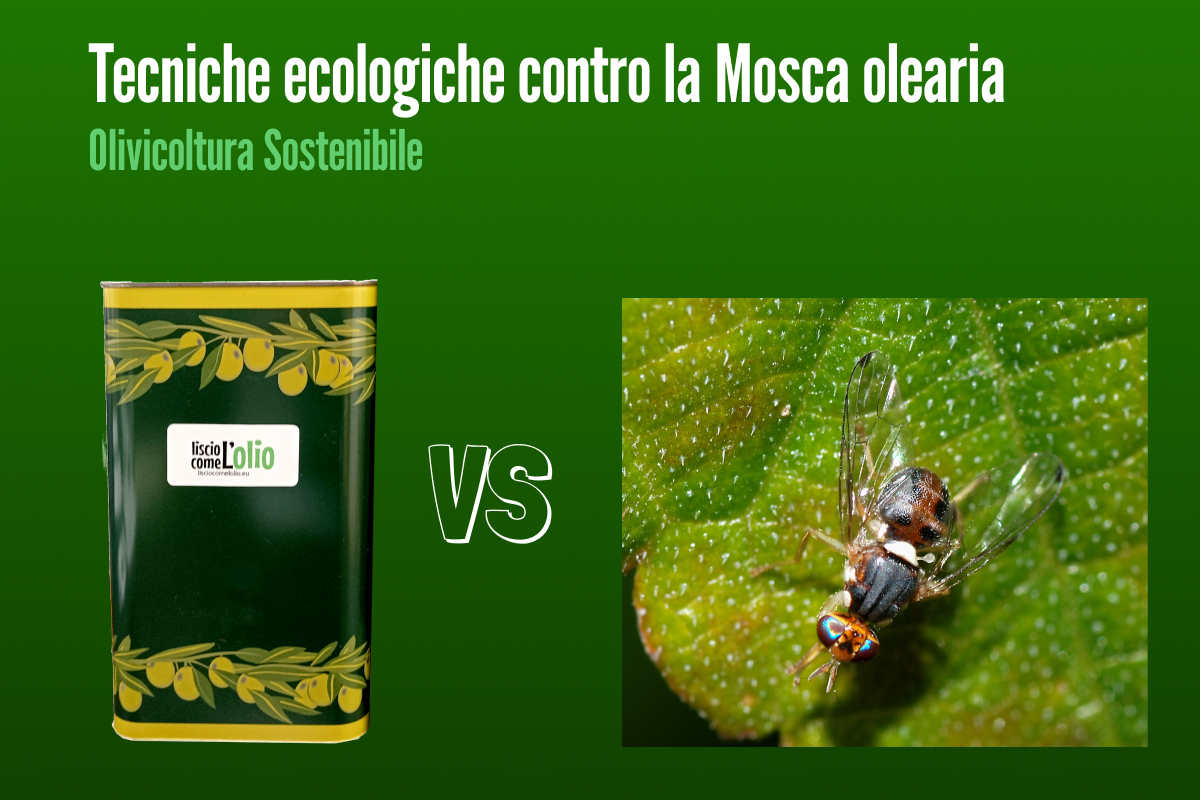 Scopri di più sull'articolo Tecniche ecologiche contro la Mosca Olearia