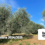 Campagna olearia 2024/2025