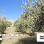 Ulivi sani e raccolta anticipata: perché l’olio nuovo è speciale