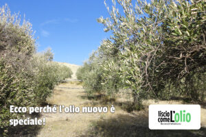 Ulivi sani e raccolta anticipata: perché l’olio nuovo è speciale